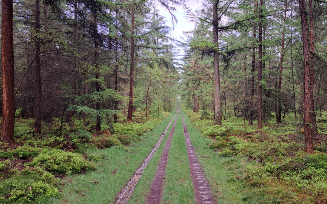 Ze vond haar passie terug in het bos