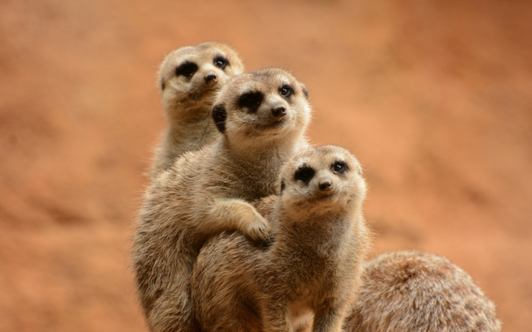 Waarom jij jouw familie hebt uitgekozen