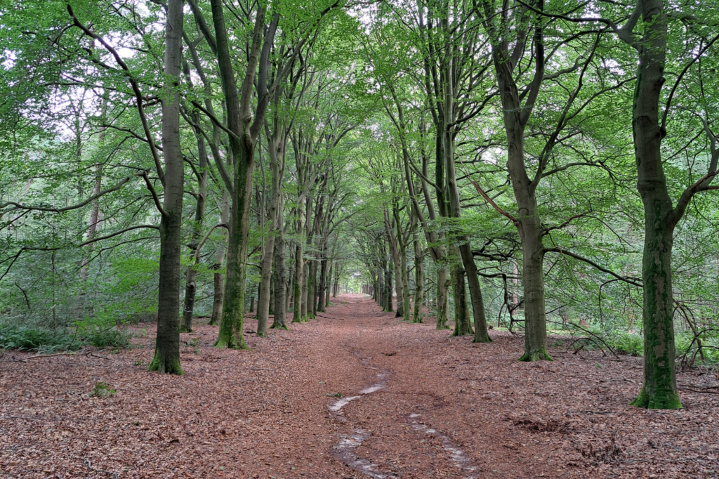 Laan in het bos
