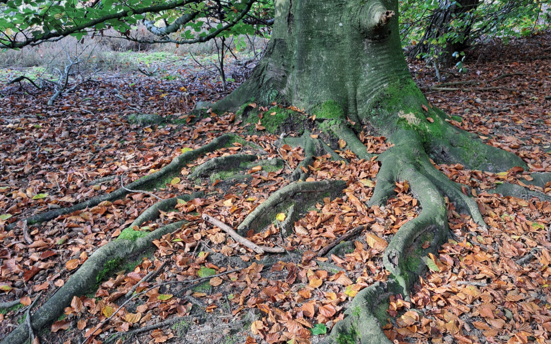 Alles is met elkaar verbonden