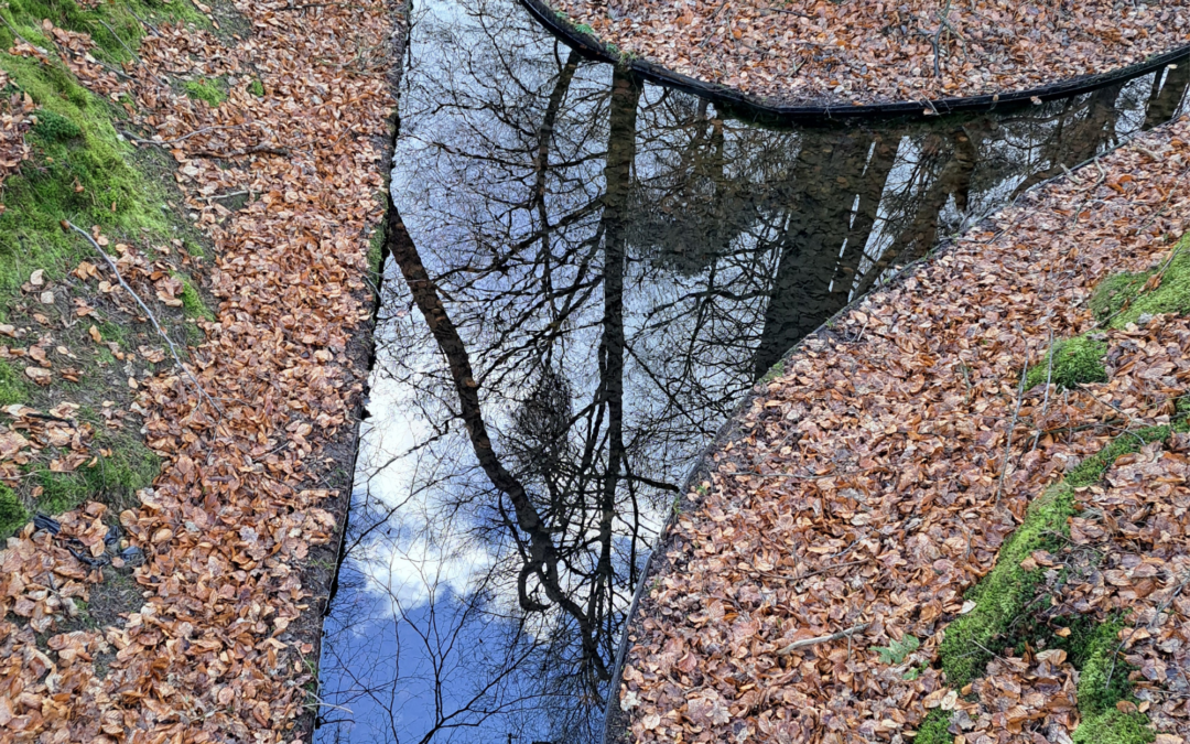 Jij bent een spiegel voor jouw systeem